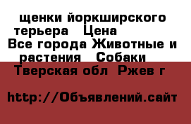 щенки йоркширского терьера › Цена ­ 20 000 - Все города Животные и растения » Собаки   . Тверская обл.,Ржев г.